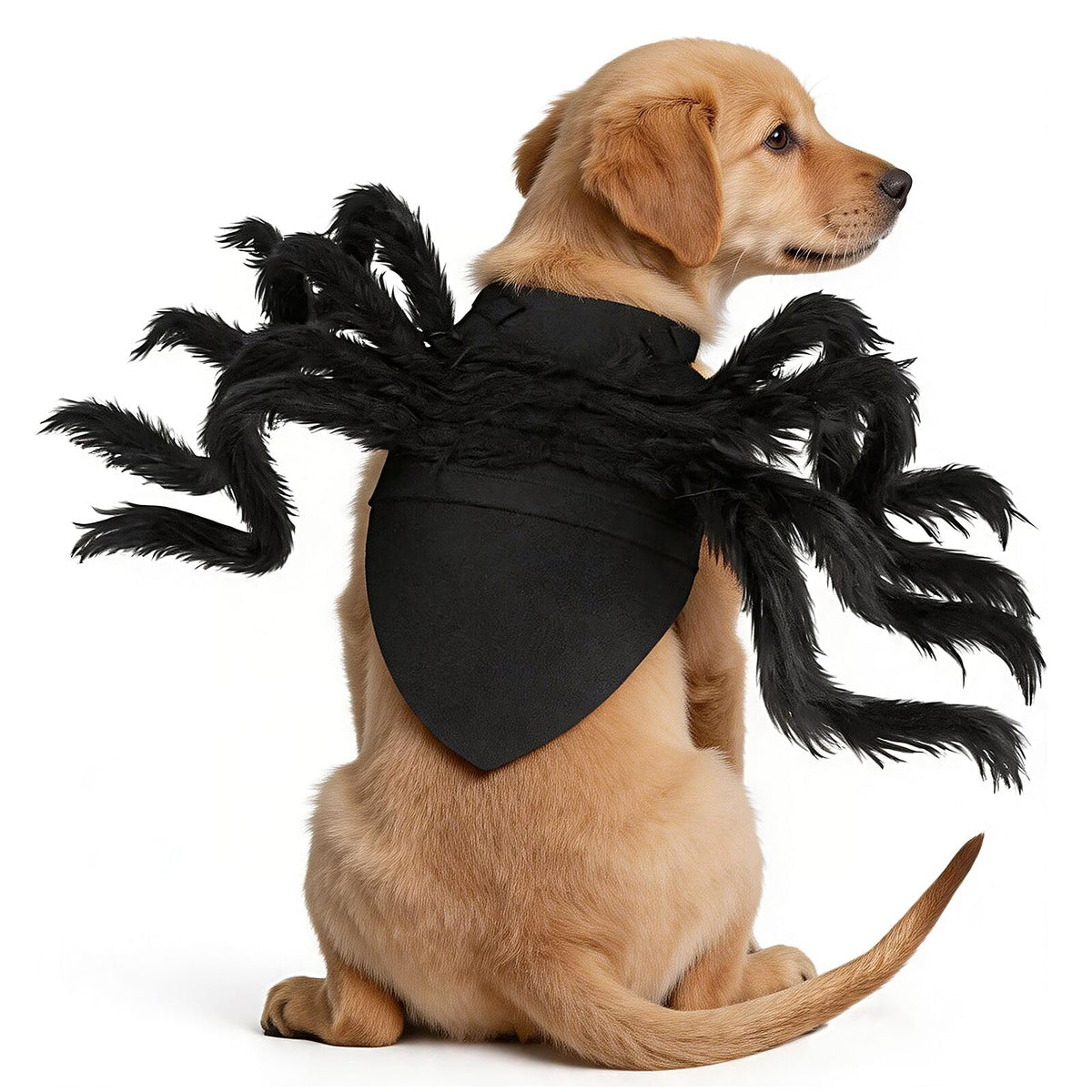 Pet wearing the spider costume outdoors for Halloween