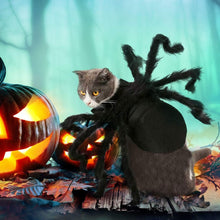 Cat wearing the black spider Halloween costume with hook-and-loop strap