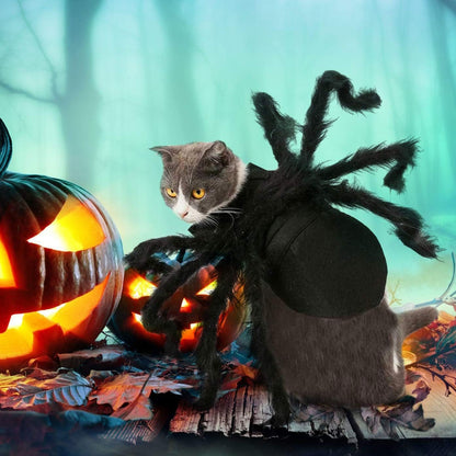 Cat wearing the black spider Halloween costume with hook-and-loop strap