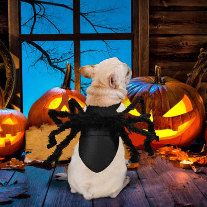 Dog wearing the black spider Halloween costume
