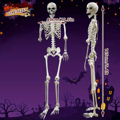 Life-Size Halloween Skeleton, 5.4 ft, Posable Plastic Figure with Movable Joints